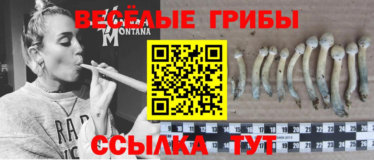 Псилоцибиновые грибы Psilocybe Баксан
