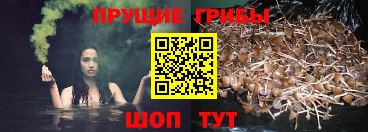где можно купить   Псилоцибиновые грибы GOLDEN TEACHER  Баксан  Вход с VPN  Псилоцибиновые грибы мицелий 